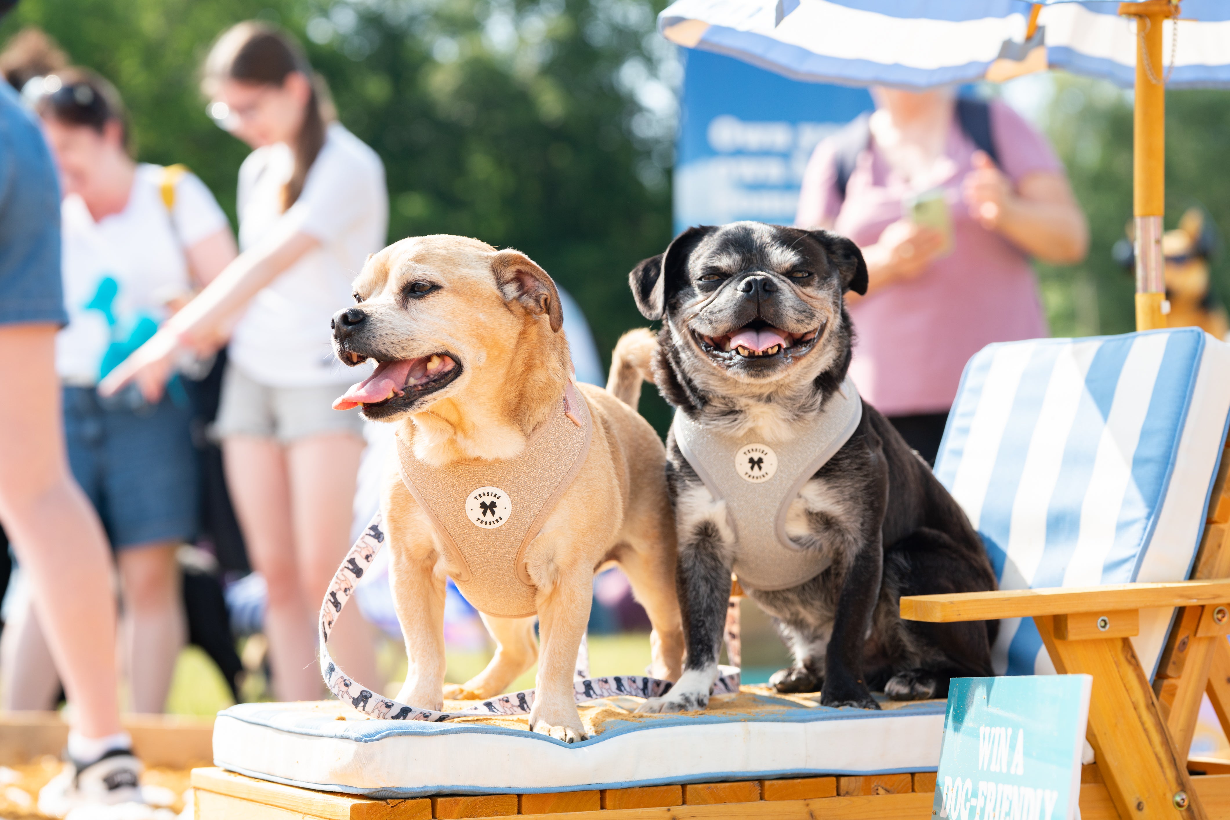Loaded Dog Rally GET READY FOR THE GREATEST PARTY FOR DOGS THIS SUMMER | Loaded Magazine