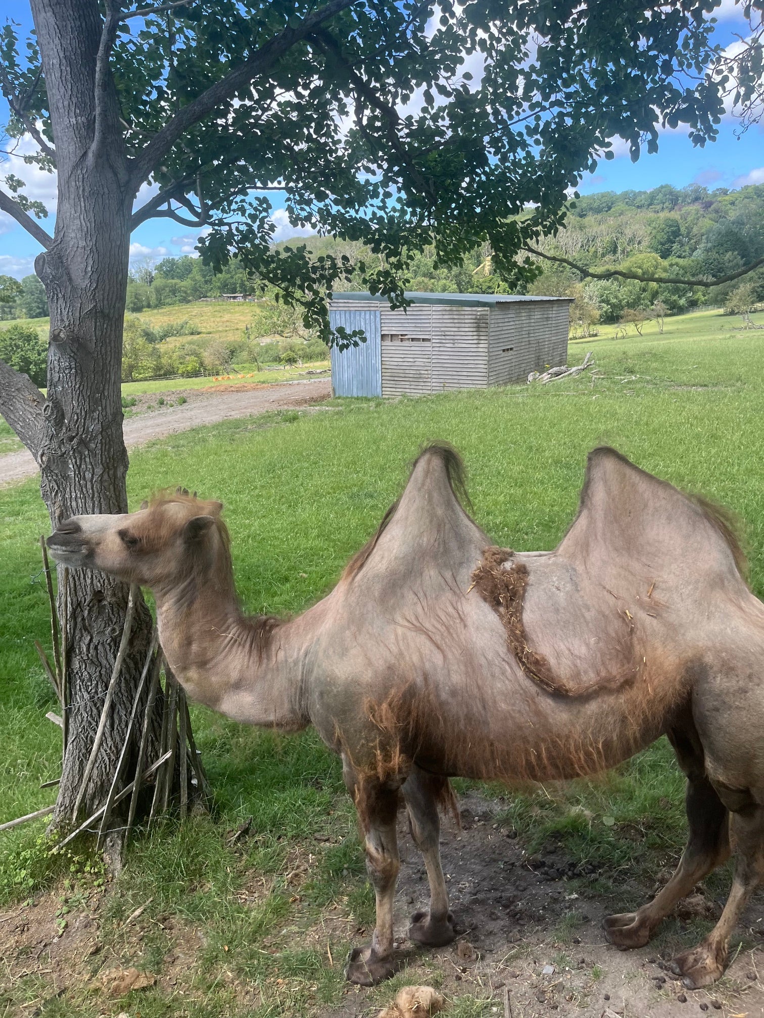 DID YOU KNOW YOU CAN GO ON SAFARI IN THE UK?