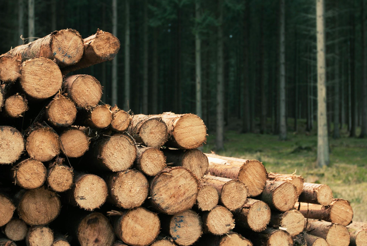 Future-Proofing the Planet: The Role of Sustainable Timber