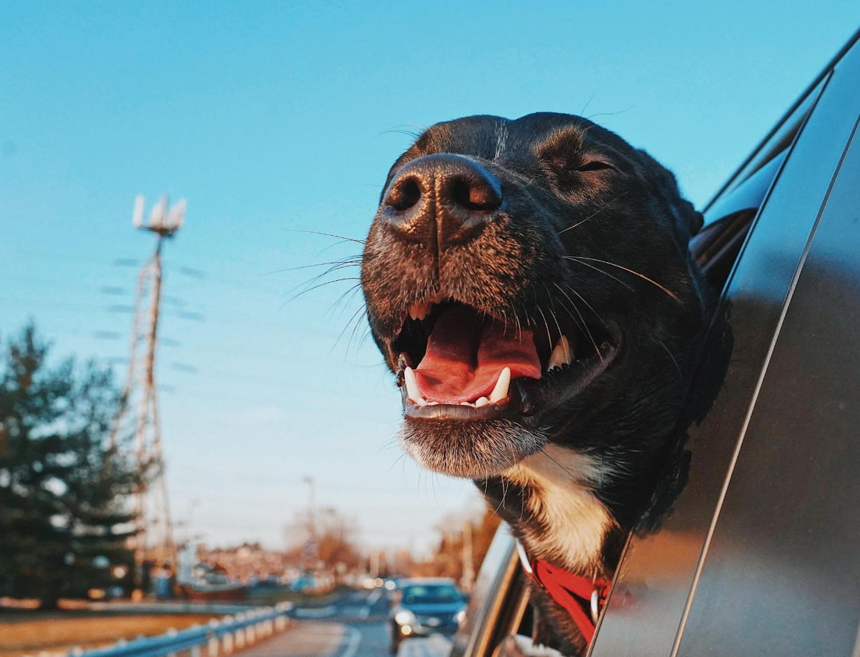 The Ultimate Packing Guide for International Dog Travel