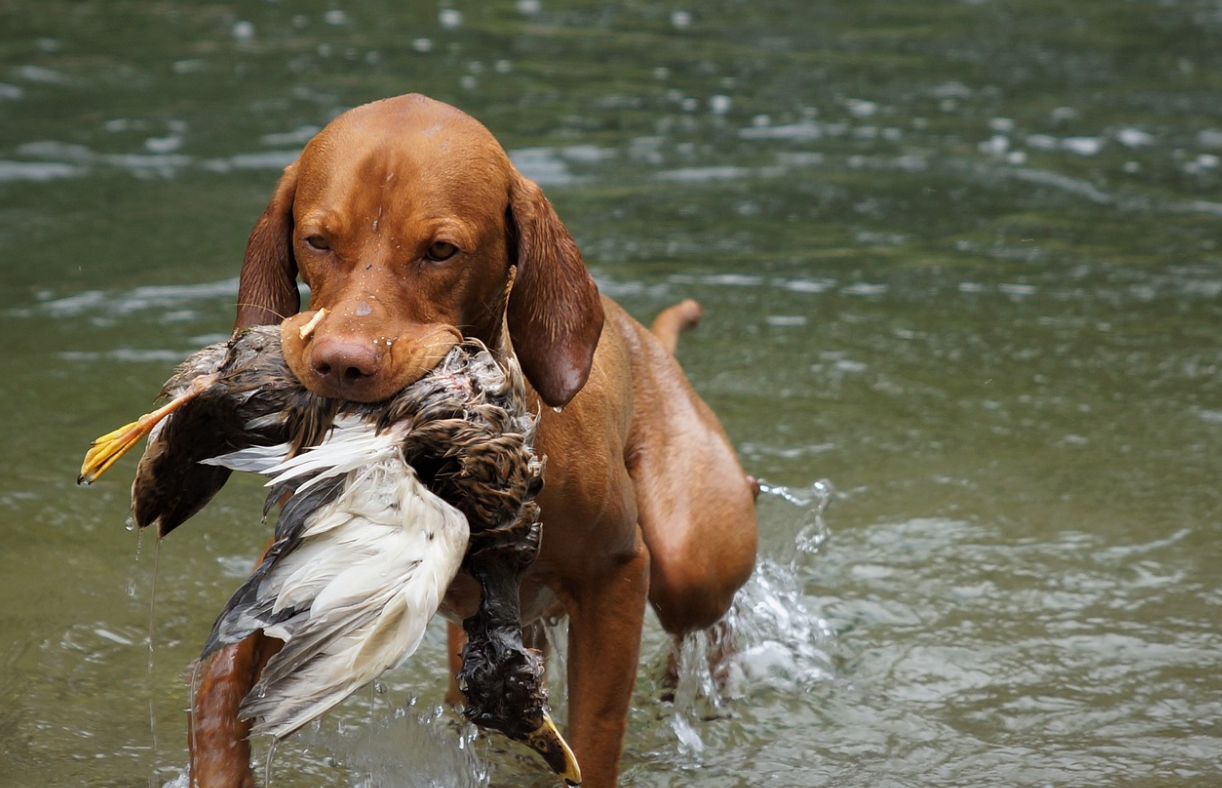Mastering the Art of Hunting: Expert Tips and Strategies