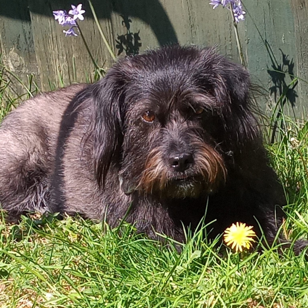 The Rescue Dog Who Saved a Bloke’s Life – And Now Needs Our Help