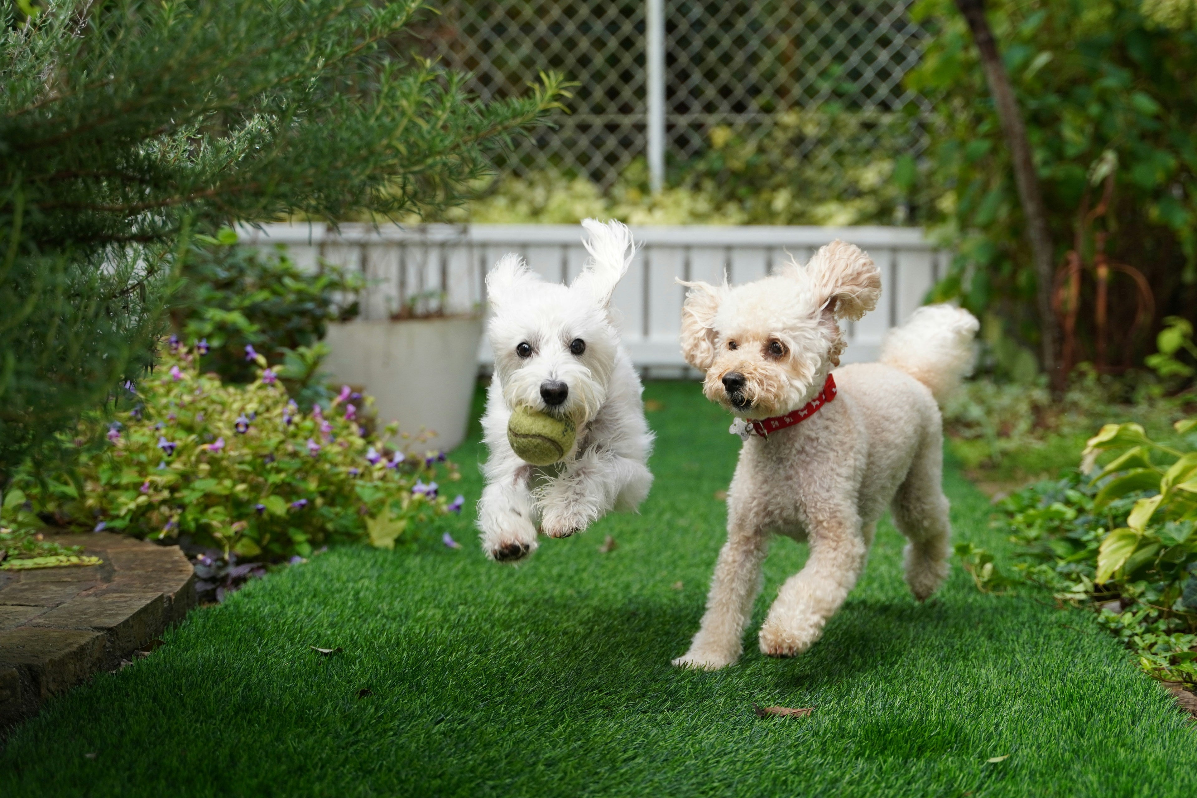 A Lower-Maintenance Garden for Homes With Active Dogs
