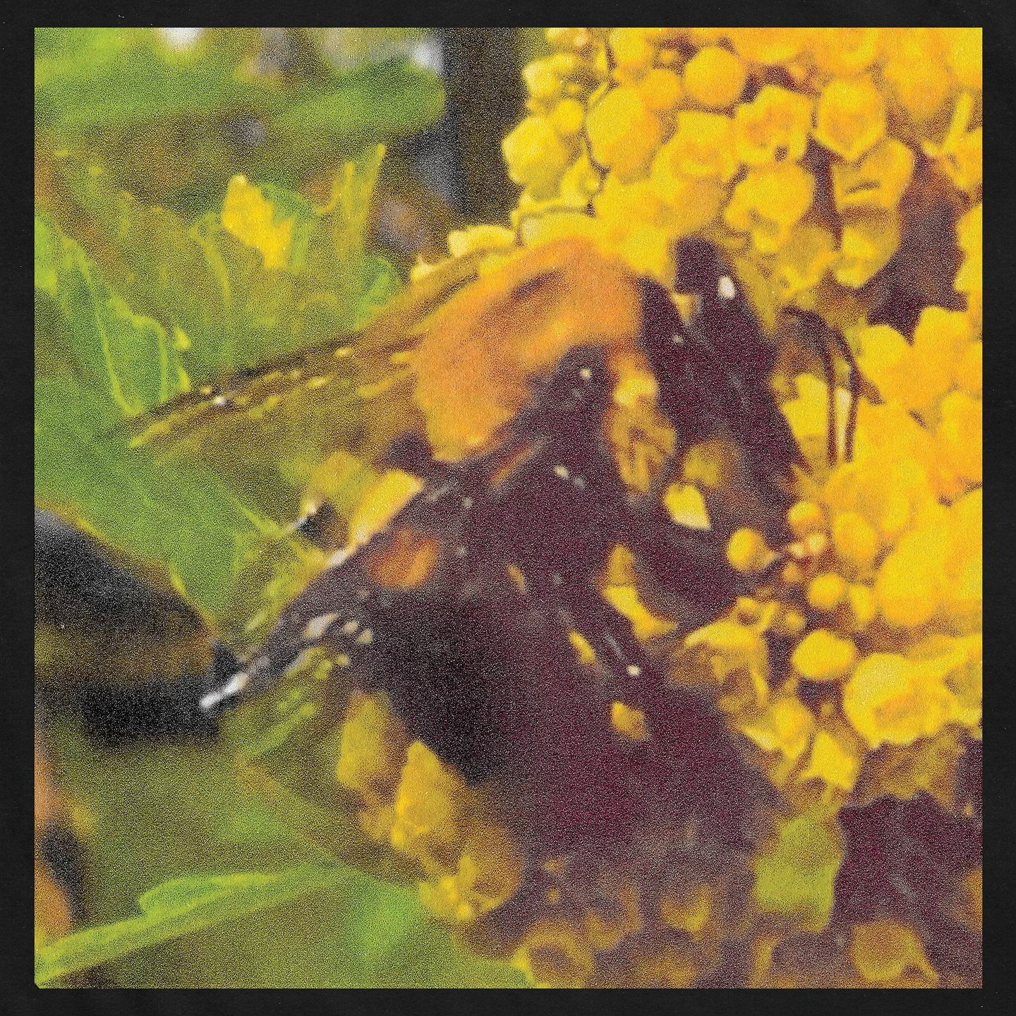 Loaded Album of the week